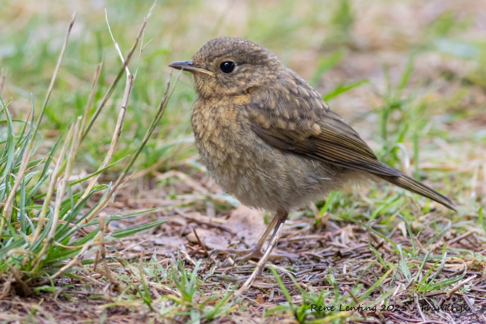 Roodborst